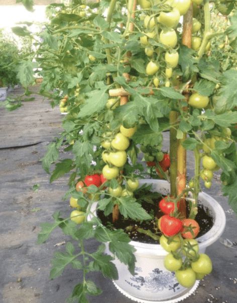_番茄苗盆栽种植方法_盆栽番茄苗的种植全过程