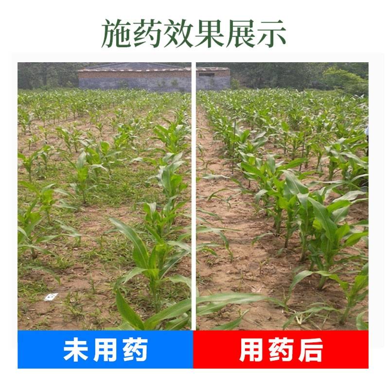 对玉米有害的除草剂__玉米受了除草剂药害