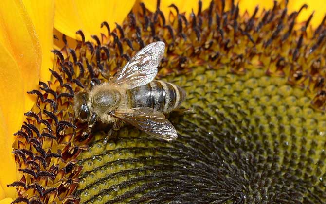蜜蜂的消失__蜜蜂消失的原因和措施