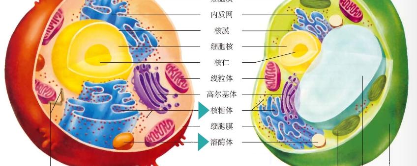 _核膜上有核糖体附着的是_有核糖体附着的核被膜部位是
