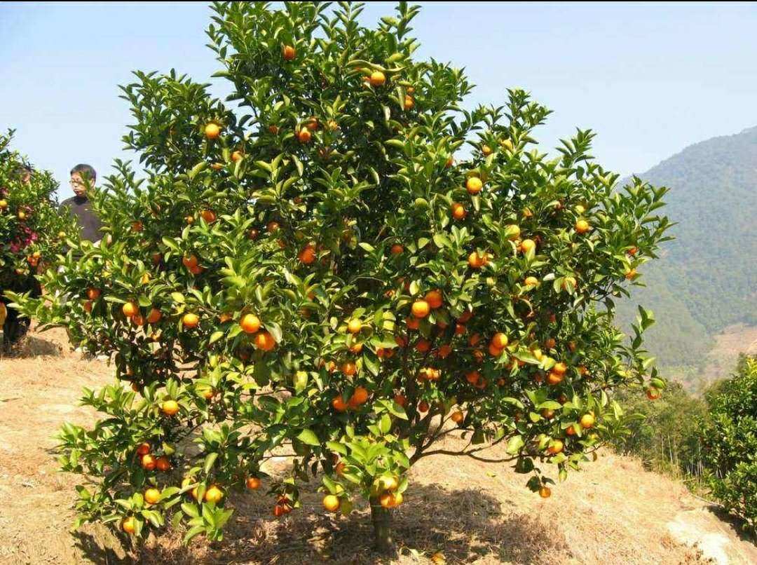常见种植桃树问题有什么_桃树设施栽培时常用的树形_