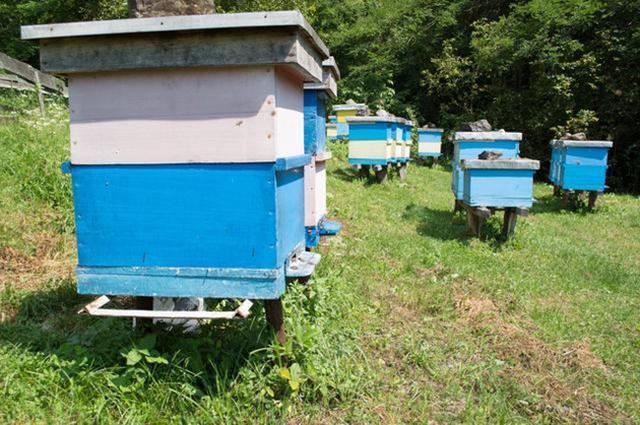 _蜜蜂养蜂技术_养蜜蜂的过程
