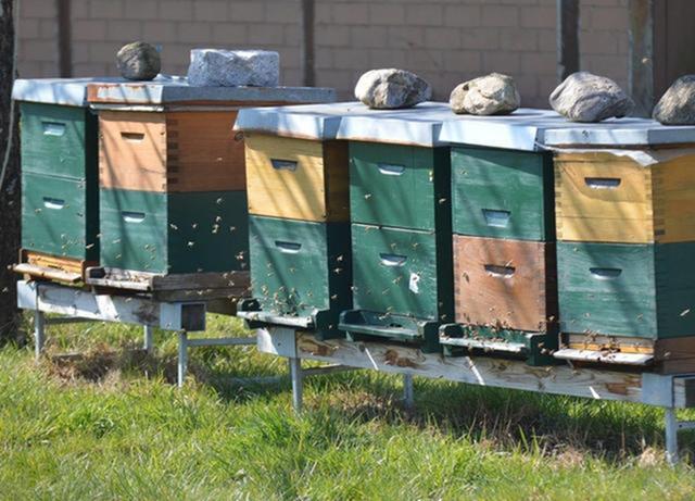 蜜蜂养蜂技术_养蜜蜂的过程_