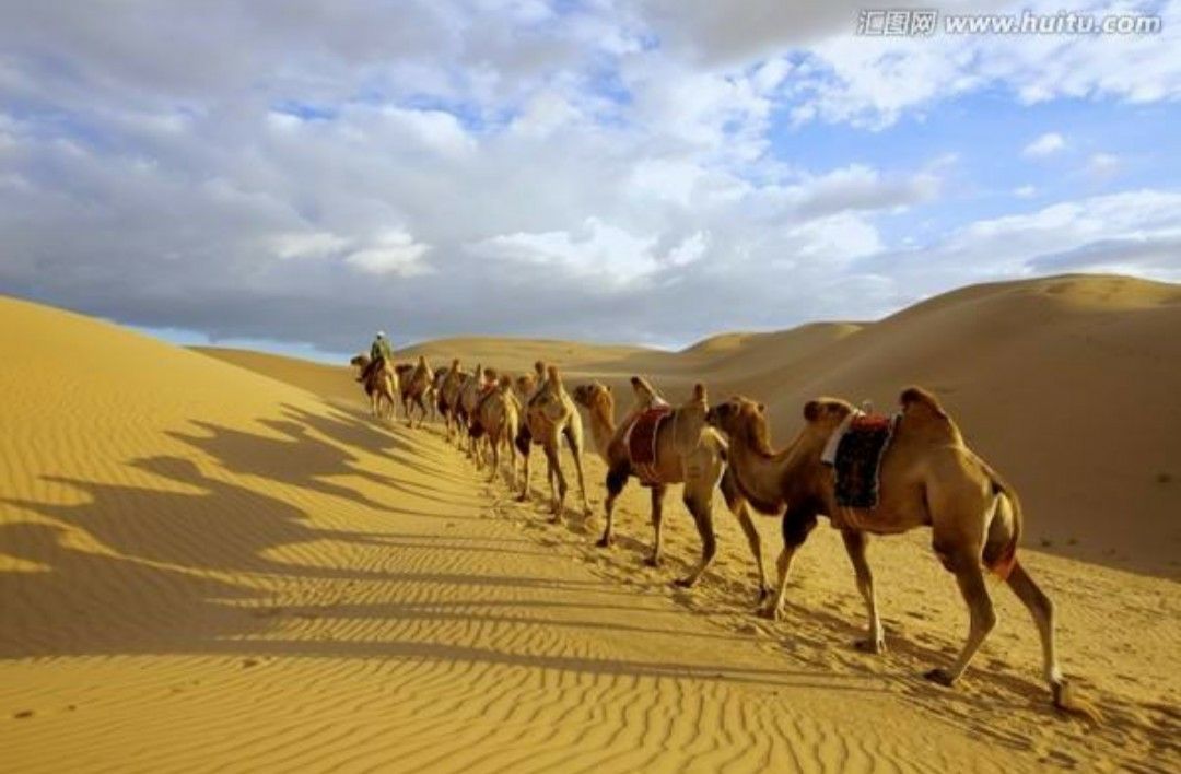 _沙漠中的绿洲是_骆驼logo有圈是不是假的