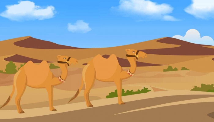为什么沙漠里会有绿洲 为什么说骆驼是沙漠之舟
