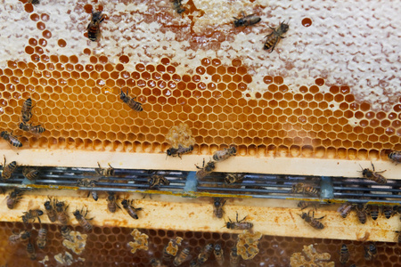 蜂群繁殖攻略_蜂群繁殖慢怎么回事_