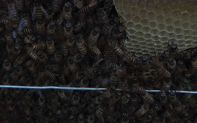 蜜蜂成团有没有王_蜜蜂团结蜂王是有什么特点_