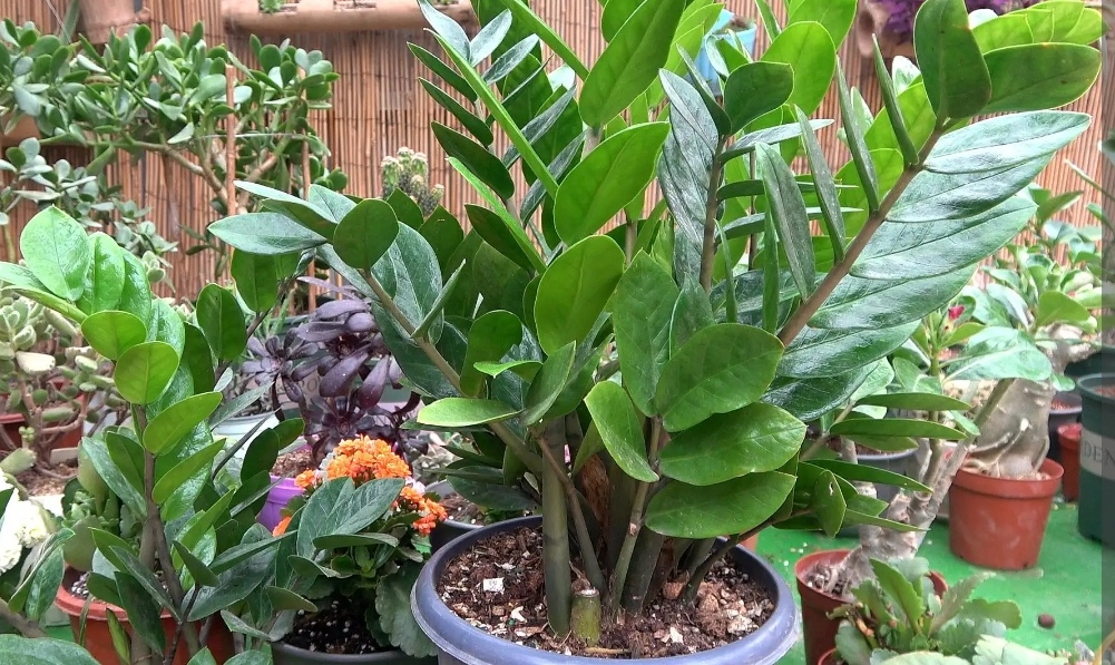 室内盆栽什么植物最好 5种好养的植物，摆在室内空气好，美观又大方