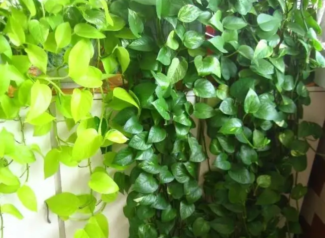 室内盆栽什么植物最好 5种好养的植物，摆在室内空气好，美观又大方