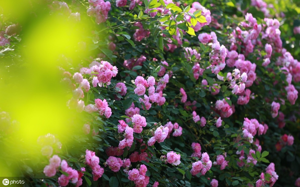 喜欢蔷薇的看过来！ 蔷薇花的养殖方法和注意事项