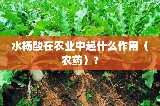 水杨酸在农业中起什么作用（农药）？