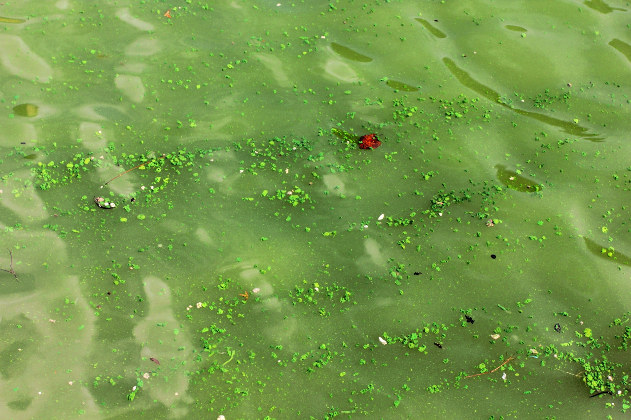 平常见到的蓝藻分为几种？蓝藻会给别人养殖带来哪些危害？