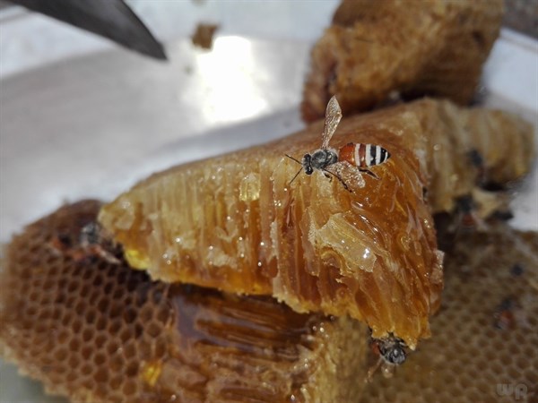 蜂蜜与海参能同时吃吗？蜂蜜海参的功效与作用