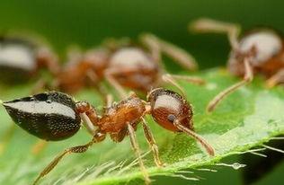 蚂蚁是不是昆虫