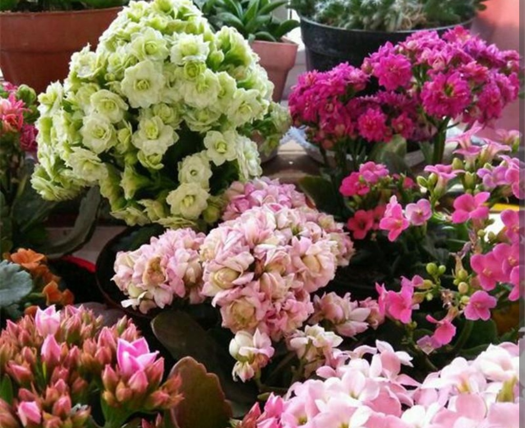 冬季开什么花？这6种花冬天开，家里养几盆，开花漂亮又喜庆