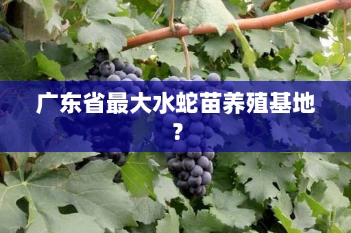 广东省最大水蛇苗养殖基地？