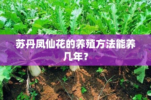 苏丹凤仙花的养殖方法能养几年？