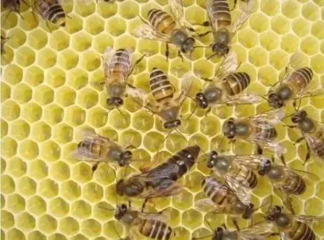 蜜蜂的王台一般造在哪里的_蜜蜂的蜂王台是什么样子_