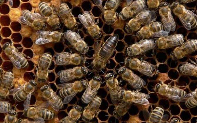 中蜂的品种都有哪些__中蜂优良品种