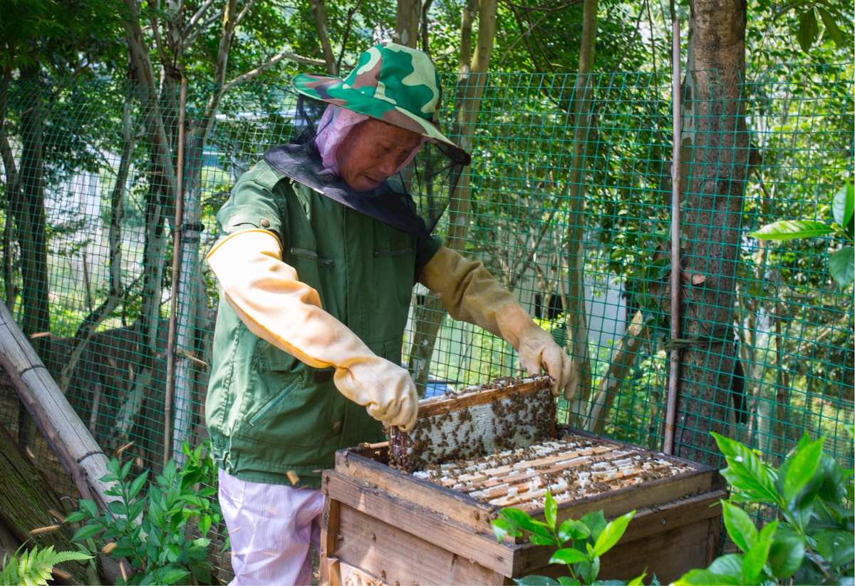 请问蜜蜂采蜜的过程是怎样的_蜂蜜采蜜的过程_