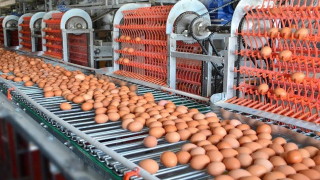 鸡蛋食品加工_鸡蛋能工厂生产吗_