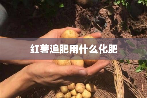 红薯追肥用什么化肥