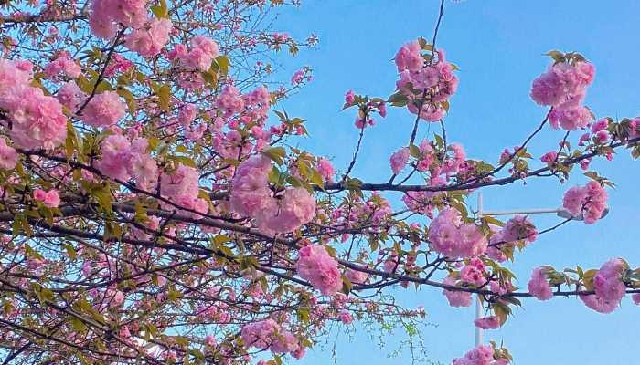 2023年无锡樱花什么时候开 最新鼋头渚樱花最佳观赏时间表