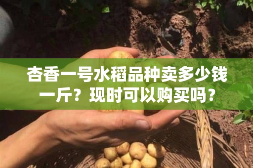 杏香一号水稻品种卖多少钱一斤？现时可以购买吗？