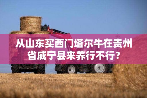 从山东买西门塔尔牛在贵州省威宁县来养行不行？