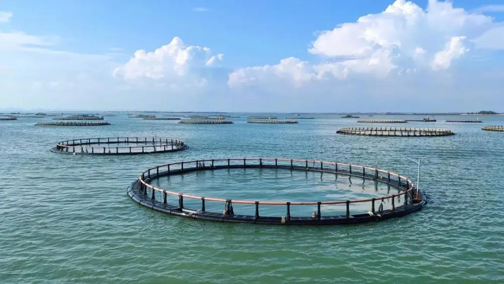 _海鲜养殖业_中国海鲜养殖比例是多少