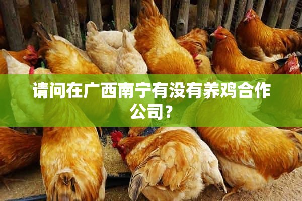 请问在广西南宁有没有养鸡合作公司？