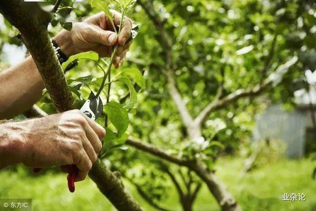 果树夏季修剪的技术要点_果树夏季修剪的目的及意义_