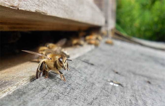 _养蜜蜂要到处跑吗_蜜蜂养着养着怎么跑