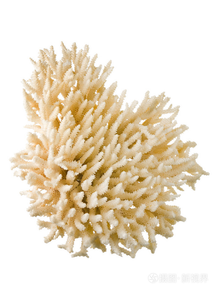 珊瑚动物石头植物是什么_珊瑚动物石头植物是什么动物_