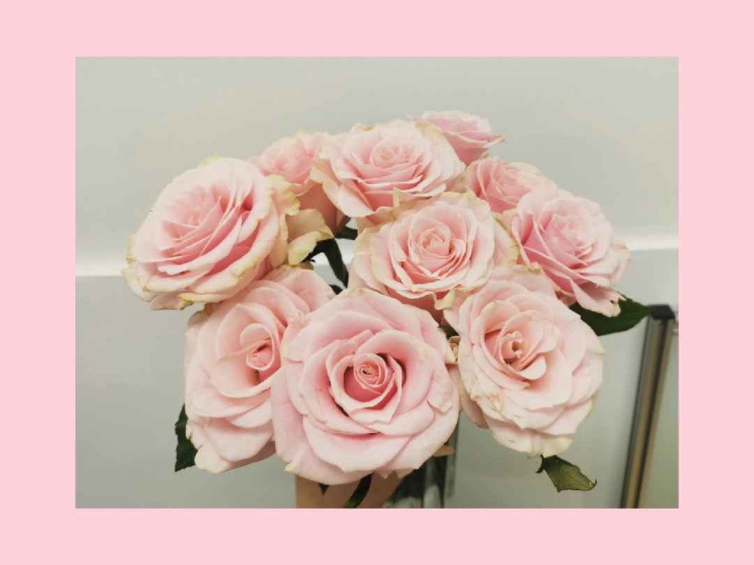 _粉色玫瑰含义_粉色玫瑰意思代表什么意思