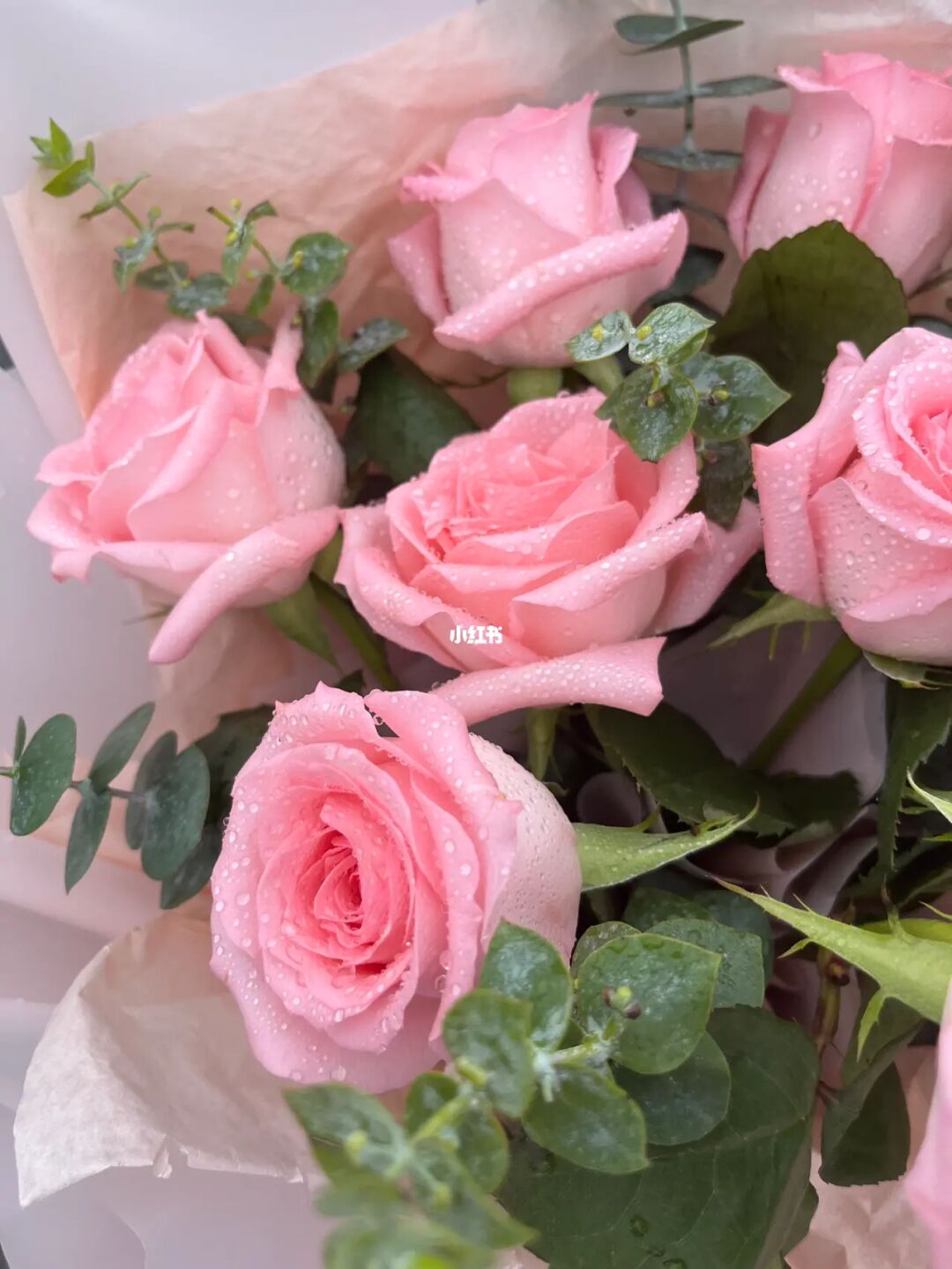 粉色玫瑰意思代表什么意思__粉色玫瑰含义