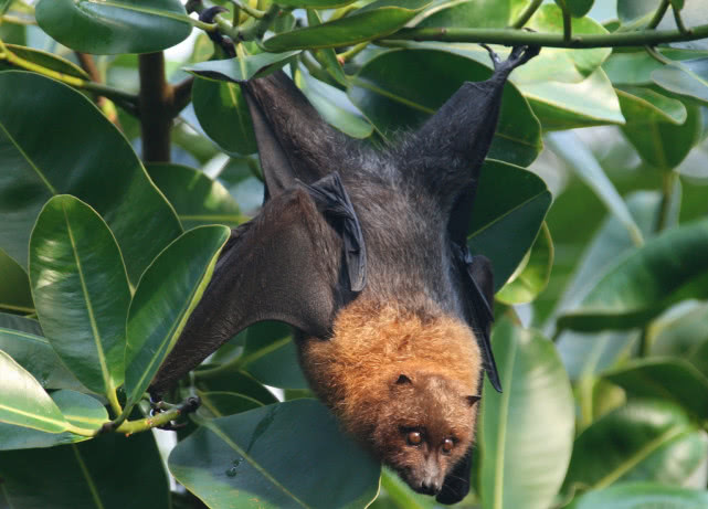 蝙蝠是什么类动物 ，为什么就是不喜欢和别的生物一样呢？