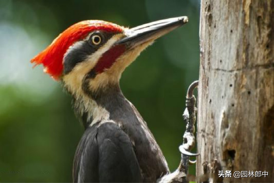 啄木鸟吃什么 啄木鸟是森林的守护神？还是善于耕种的“伪君子”？