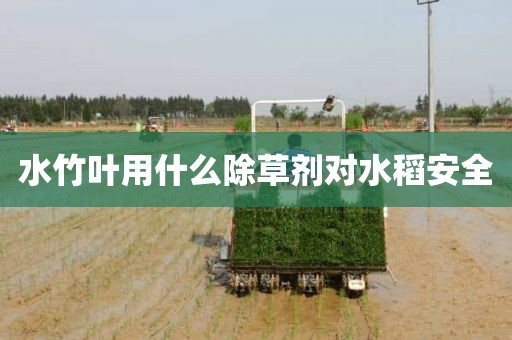 水竹叶用什么除草剂对水稻安全