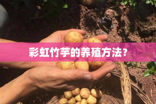 彩虹竹芋的养殖方法？