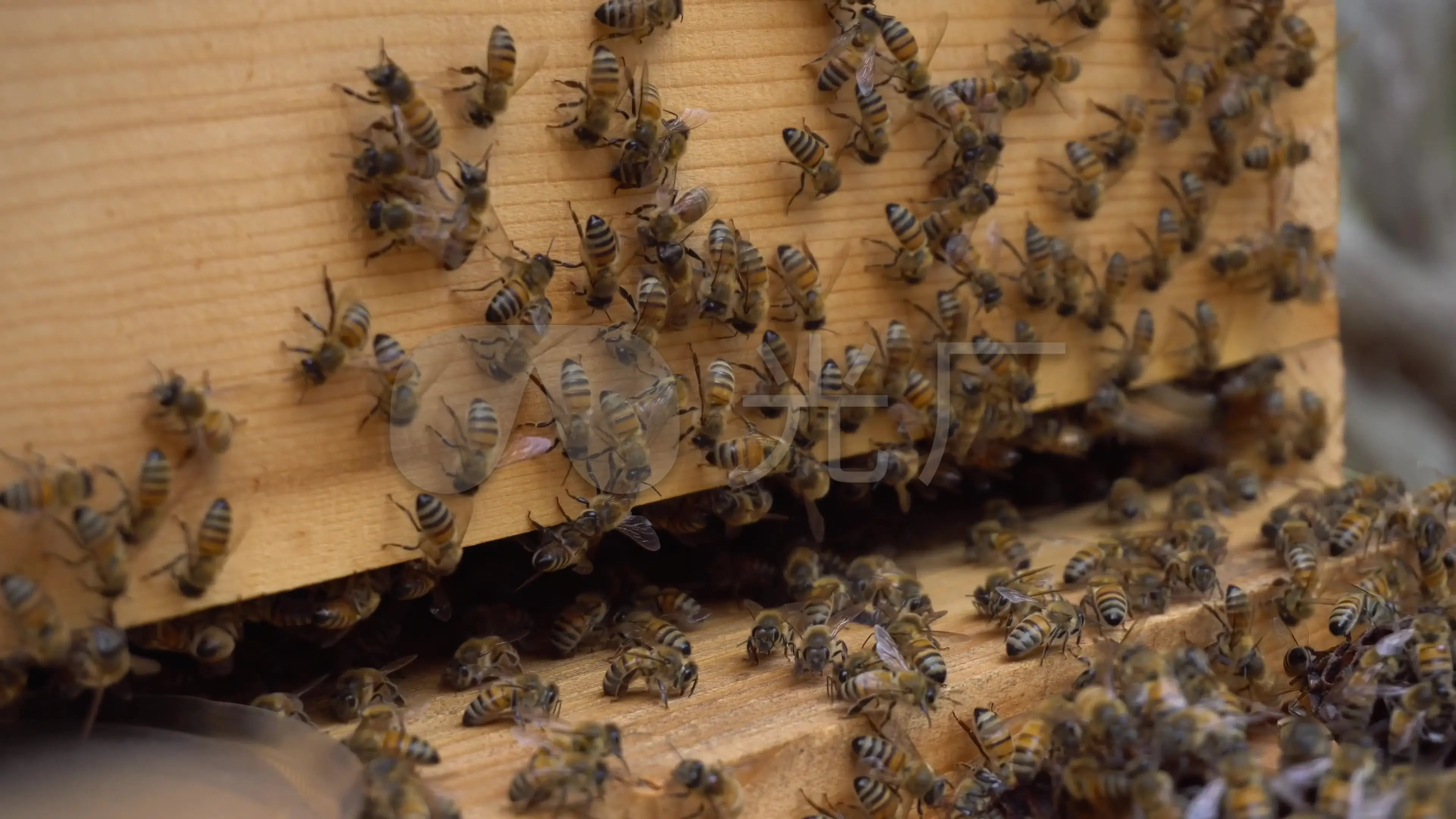 养殖蜂技术__养蜂养殖技术视频播放