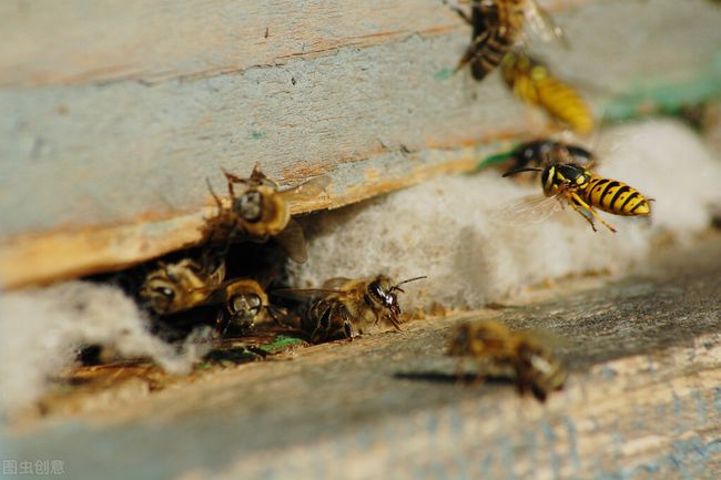 蜜蜂很团结_蜜蜂成群结队的飞来飞去_