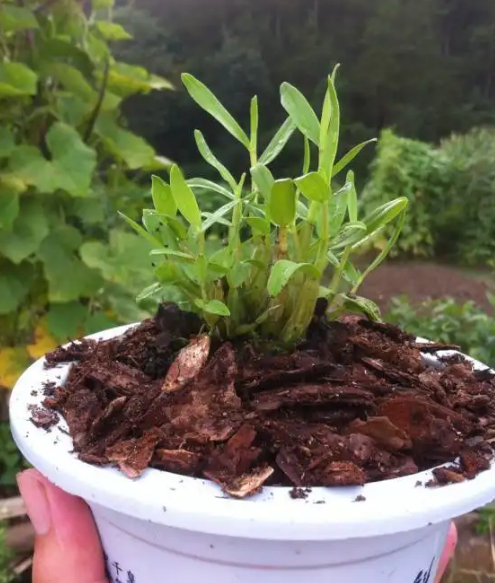 铁皮石斛怎么种植？最实用的养殖方法送给你