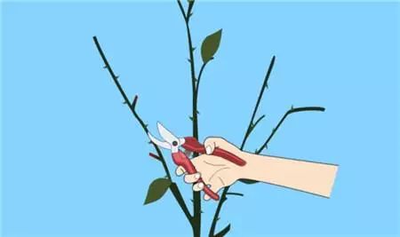手把手教你枣树冬季怎样修剪！