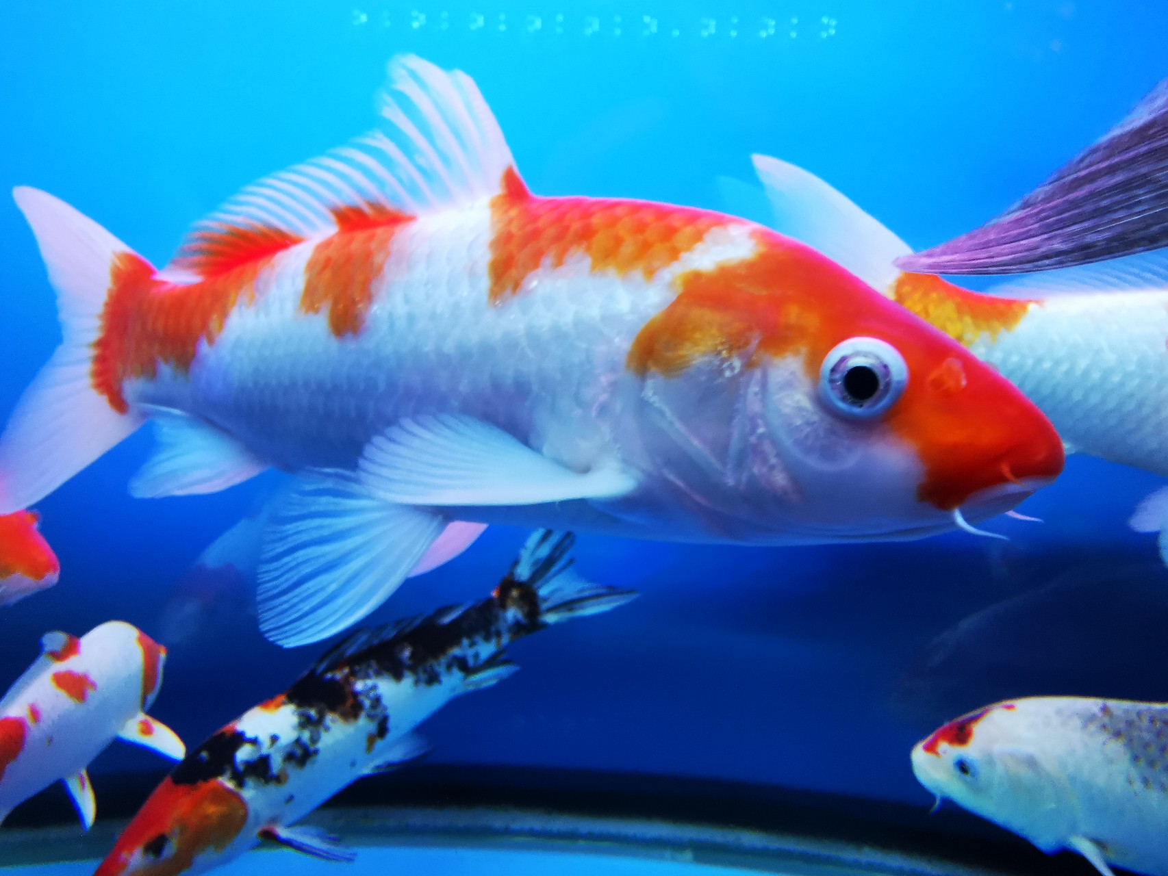 鲤鱼鱼缸养鱼红小鱼怎么养_鱼缸里的红鲤鱼可以繁殖吗_