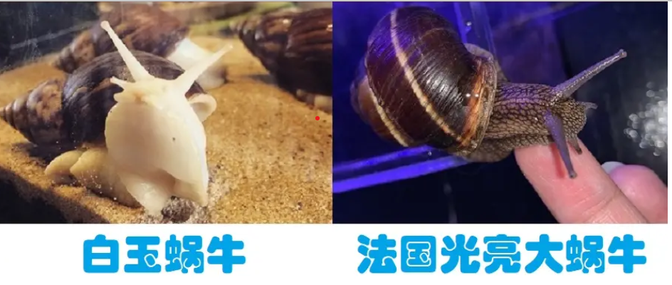蜗牛吃什么食物（蜗牛喜欢吃什么？）
