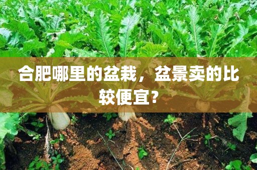 合肥哪里的盆栽，盆景卖的比较便宜？