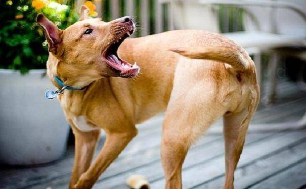 狗狗最讨厌摸哪里 兽医提醒：狗狗的这6个部位不能随便摸，严重的会致死