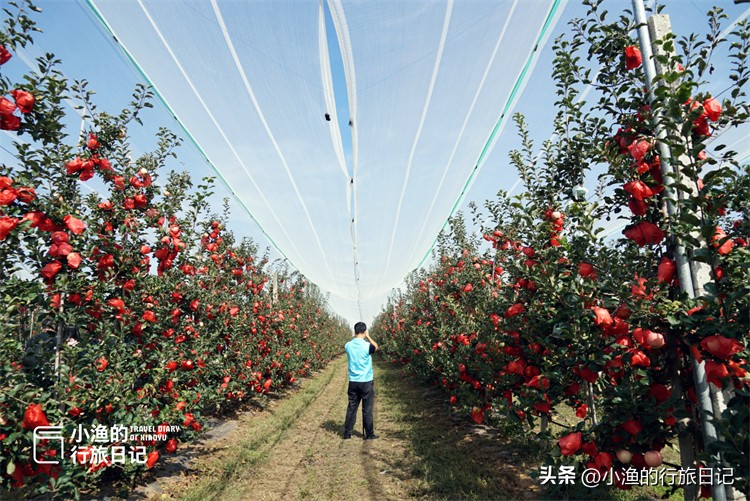 陕西三大苹果产地 陕西关中县城，三面都被甘肃包围，还是中国苹果之乡，你去过吗