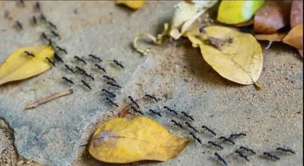 下雨蚂蚁预知能看到什么_要下雨时蚂蚁的反应_